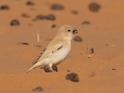 Desert Sparrow.jpg
